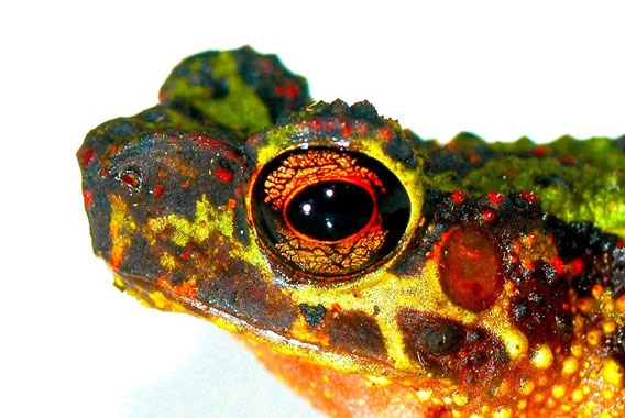  Not seen since 1924 and never photographed: an adult female Borneo Rainbow Toad, also referred to as Sambas Stream Toad (Ansonia latidisca). Photo © Dr. Indraneil Das.