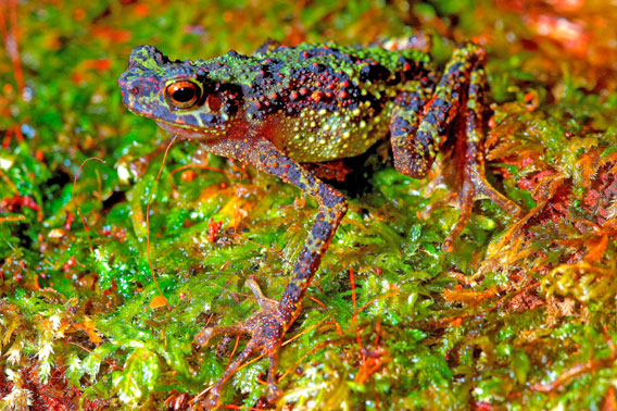 Ausgewachsene weibliche Borneo Regenbogenkröte, ungefähr 51 Millimeter lang Foto © Dr. Indraneil Das.  