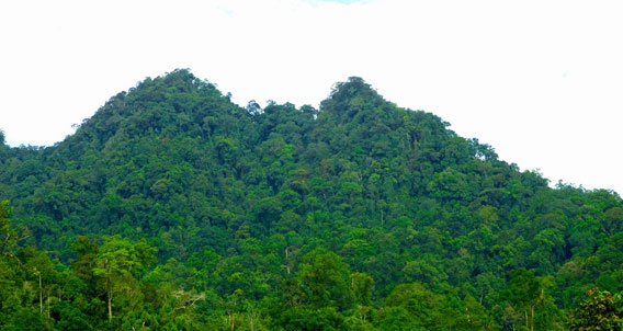 Aussicht auf die Spitze des Gunung Penrissen, Sarawak, malaysisches Borneo. Foto © Dr. Indraneil Das.