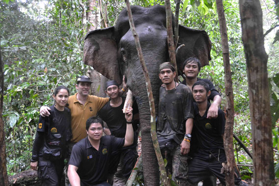 Members of the collaring team with male, Gading. Photo courtesy of DGFC and HUTAN.   