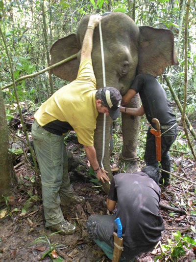 Dr Benoit Goossens and Wildlife Rescue Unit's member taking measurements of female, Jasmin. Photo courtesy of DGFC and HUTAN.