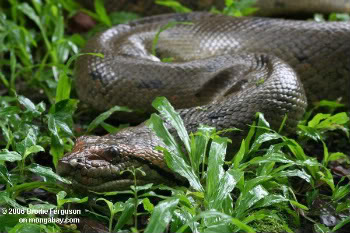 World S Largest Snake Discovered Prehistoric Serpent Was Twice
