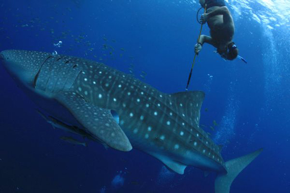 Brent Stewart tags a whale shark with a radio-frequency identification (RFID) tag in Indonesia. Photo: © CI/Mark Erdmann.