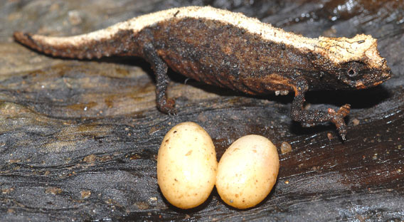 Brookesia desperata con huevos.