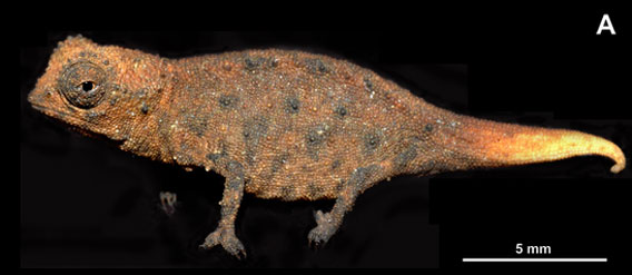 Il camaleonte più piccolo del mondo: Brookesia micra.'s smallest chameleon: Brookesia micra.