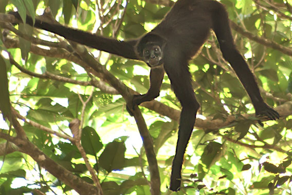 A brown-spider monkey in Selva de Florencia National Park. Photo courtesy of WCS.