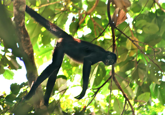 A brown-spider monkey in Selva de Florencia National Park. Photo courtesy of WCS.