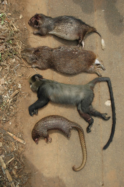 Bushmeat in Cameroon. The bushmeat trade targets rodents (top two), primates (second from the bottom), and pangolins (bottom) among many other species. Photo by: Pierre-Michel Forget.