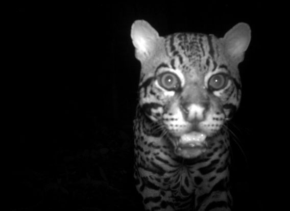 Ocelote (Leopardus pardalis) del Volcán Barva, Costa Rica. Cortesía de la Organización para Estudios Tropicales (Organization for Tropical Studies), miembro de la red TEAM.