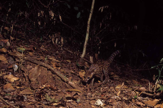 Lowe's Servaline Genet  (Genetta servalina lowei), a small african carnivore in the Udzungwa Mountains, Tanzania. Photo courtesy of Museo delle Scienze (Trento Museum of Science), a member of the TEAM network.