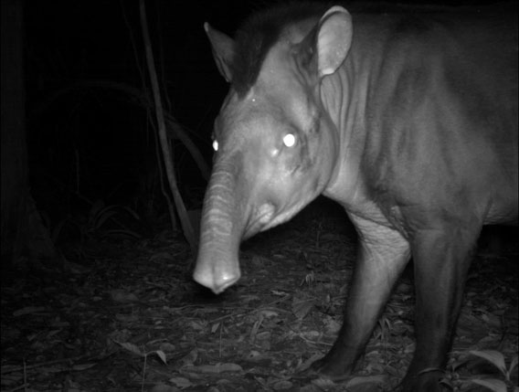 Tapir sudamericano (Tapirus terrestris), especie vulnerable fotografiada en la Reserva Natural de Surinam Central. Cortesía de Conservación Internacional Surinam (Conservation International Suriname), miembro de la red TEAM.