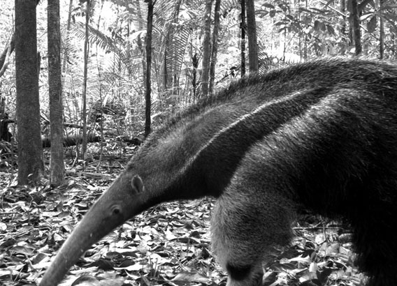 Giant anteater (Myrmecophaga tridactyla) a Vulnerable species in Manaus, Brazil. The study found that habitat loss hurt insectivore populations, such as this anteater, first. Courtesy of Instituto Nacional de Pesquisas da Amazonia, a member of the TEAM network.