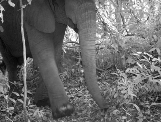 Elefante africano (Loxodonta africana), especie vulnerable captada en las montañas Udzungwa de Tanzania. Ésta fue la especie más grande fotografiada durante el estudio, ya que llega a pesar casi 4 toneladas. Cortesía del Museo de la Ciencia de Trento (Museo delle Scienze), miembro de la red TEAM.