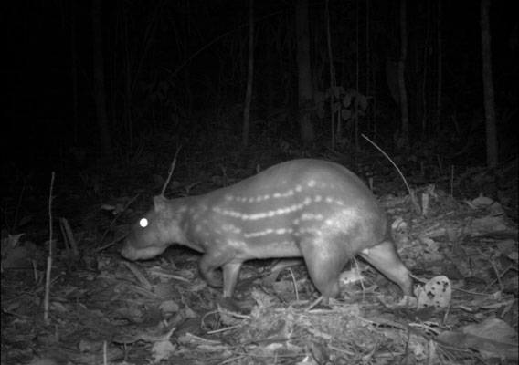 Lowland paca (Cuniculus paca) in Manaus, Brazil. Courtesy of Instituto Nacional de Pesquisas da Amazonia, a member of the TEAM network.