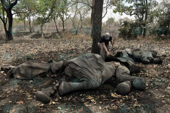 Massacres en série
Photo de : © IFAW/J. Landry 
