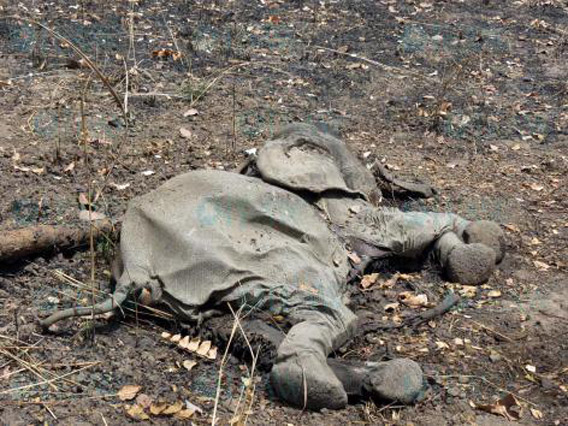 Elephant killed by poachers in Cameroon's Bouba Ndjida National Park. Photo by: © IFAW/J. Landry.