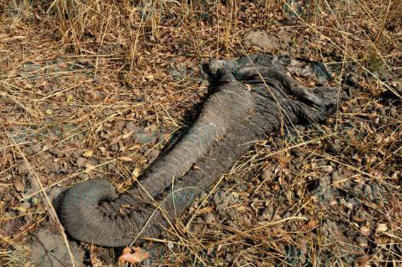 Trunk of slaughtered elephant. Photo by: © IFAW/A. Ndoumbe.