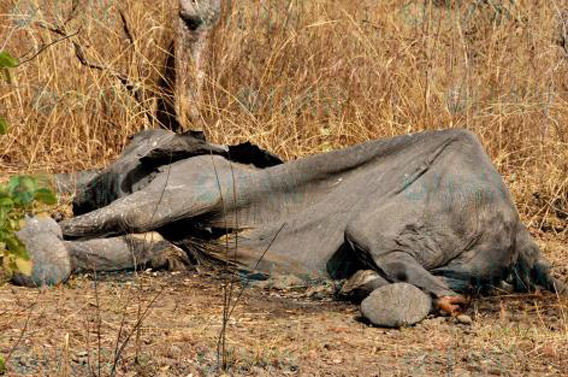 Elephant killed by poachers in Cameroon's Bouba Ndjida National Park. Photo by: © IFAW/A. Ndoumbe.