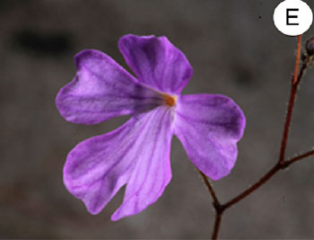 Philcoxia minensis' flower.