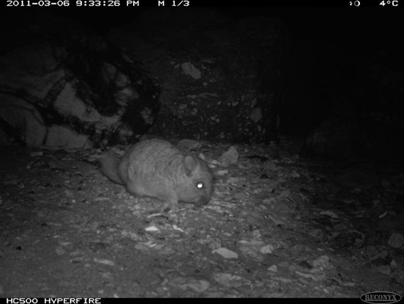 Scientists have discovered new colonies of Critically Endangered short-tailed chinchilla in Chile. Photo by: Martin Espinosa.