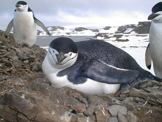  Chinstrap penguins. Photo by: NOAA/Mike Goebel..