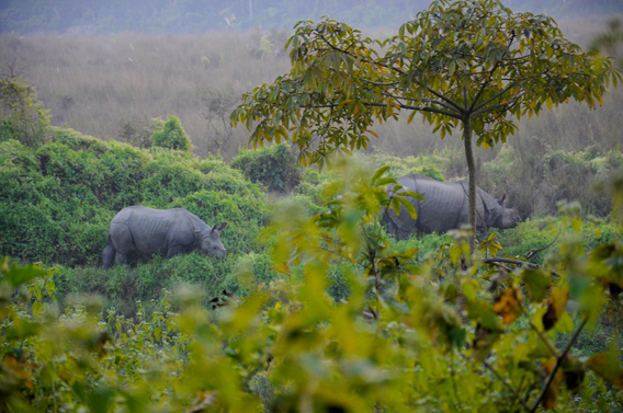  Forest elephant. Photo courtesy of: Stephen Blake.