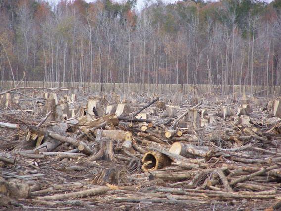  White Marsh Clearcut, outside of the Green Swamp, North Carolina, US. Photo by: Abigail Singer, courtesy of Dogwood Alliance.