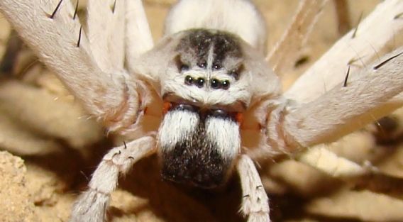 New Species of Spiders Discovered in Southern Israel