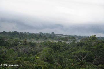 Mist rising in the Amazon, the world's largest rainforest. Photo by: Rhett A. Butler. 