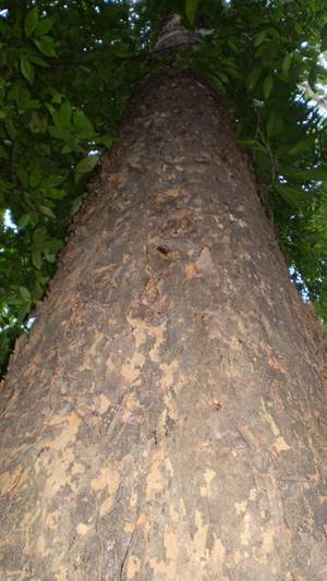  Coiffed tree in Nantu.. Photo by: Tim O'Brien. 
