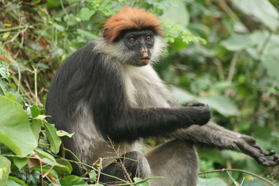  Udzungwa red colobus.  Photo: (c) Photo by Thomas Struhsaker.