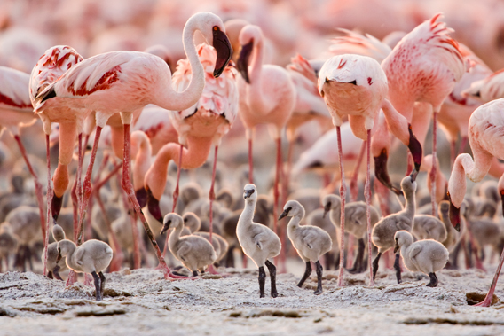  Breeding group of lesser flamingos, known as a creche. Photo ©  Anup Shah.