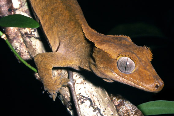 The Crested Gecko (Rhacodactylus ciliatus) has a restricted distribution and only occurs in Grand Terre and Ile des Pins, New Caledonia. This nocturnal gecko has been assessed as Vulnerable. The main threat within its range is habitat loss associated with logging, wildfires and the clearance of forests for agriculture. Predation by rodents and the impact of the introduced ant Wasmannia auropunctata are other potential threats to the Crested Gecko. Monitoring of the current population and measures to control impacts of invasive species are needed. Photo by: Tony Whitaker.