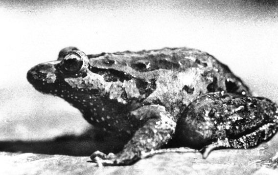  The Hula painted frog (Discoglossus nigriventer) was last seen in 1955. Photo by Professor Heinrich Mendelssohn/Conservation International.