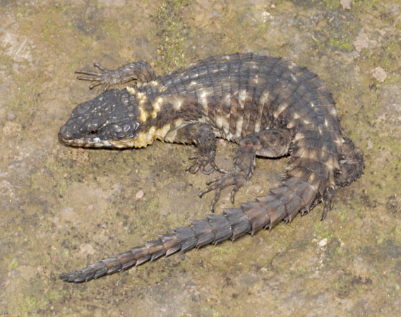 The new species of lizard, Cordylus marunguensi, from the Democratic Republic of Congo. Photo courtesy of Eli Greenbaum.