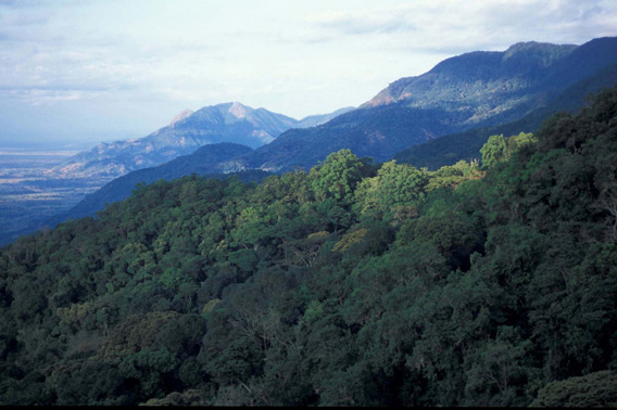  The Uzungwa Scarp Forest Reserve in southern Tanzania. Photo (c) by Rovero Francesco