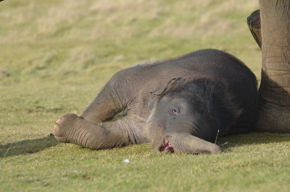 Time for a nap. Photo courtesy of ZSL Whipsnade Zoo.