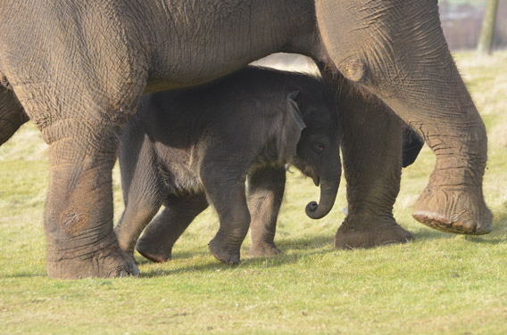 Scott stays close to mom. Photo courtesy of ZSL Whipsnade Zoo.