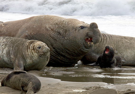 Elephant seal colony in the Patagonian Sea. Photo by: Jim Large.
