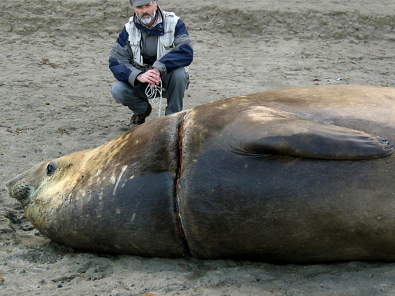 Elephant seal suffers from entanglement. Photo by: V. Zavattieri.