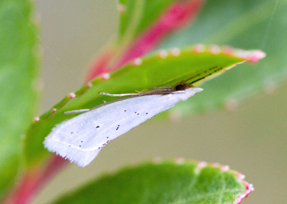 A new species of ermine moth, native to Costa Rica: Eucalantica costaricae. Photo by: Jae-Cheon Sohn and Kenji Nishida.