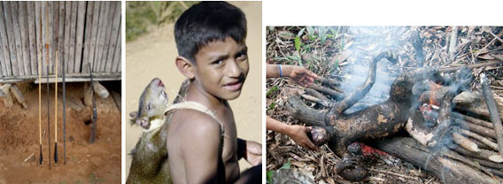 Traditional Bows and Arrows from a Peruvian Indigenous Community Next to a Shotgun, A Boy from the Infierno Community Walks Home from Hunting with an Agouti on his Back, Spider Monkey Being Cooked Over an Outdoor Fire.. Photo by: David Johnston.