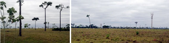 Deforestation for Cattle Ranching along the Interoceanic Highway towards Brazil. Photo by: David Johnston.