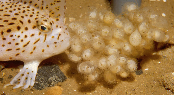 Close-up of female and eggs. Photo by: Mark Green - CSIRO.