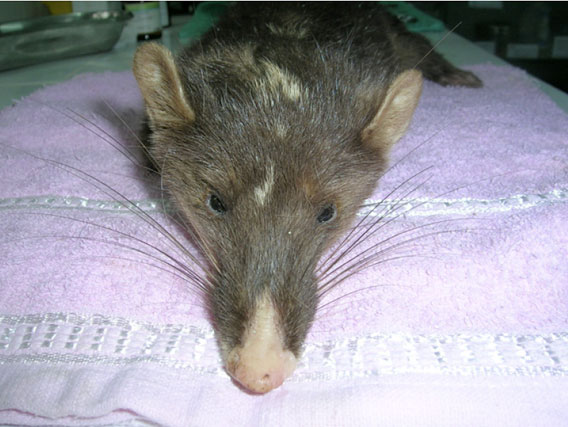  Photo of first individual of new ferret-badger species that died in cage. Photo by: Elke Schwierz.