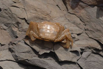 Unidentified crab along the Alangyi coastlines. Photo by: Pierre Fidenci.  