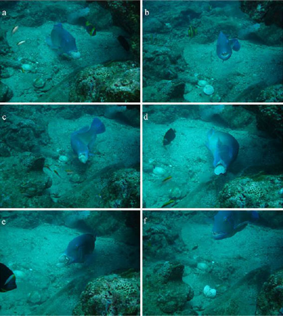 Un Tuskfish de tavelure de pommier ouvre une palourde en utilisant un rocher sous l’eau comme enclume. Photos de: Scott Gardner.