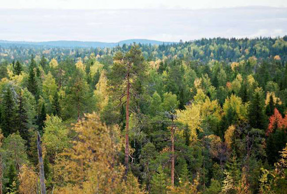 Intact old-growth forest on land leased by IKEA/Swedwood in Russian Karelia. Photo © Robert Svensson, Protect the Forest 2011.