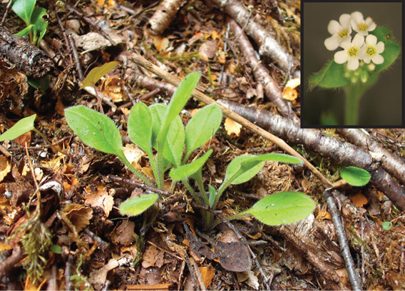The new species, Moore's forget-me-not (Myosotis mooreana) is known from only a single location. Photo by: Lehnebach et al.