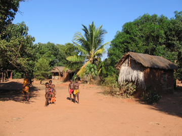  Madagascar is young. More than 40% of its inhabitants are less than 14 years old. Especially in rural areas children are important helpers for the harvest. But mortality is high for Malagasy children; they are often malnourished (as are their parents) and education is expensive and time-consuming. This background makes conservation a serious human development issue in the country.Photo © Melanie Dammhahn.